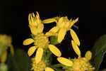 Buckley's goldenrod 